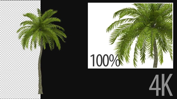 3D Beach Palm Tree: Stock Motion Graphics