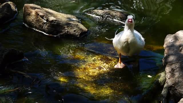 Duck Drinking Water: Stock Video