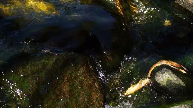 Creek With Mossy Rocks: Stock Video