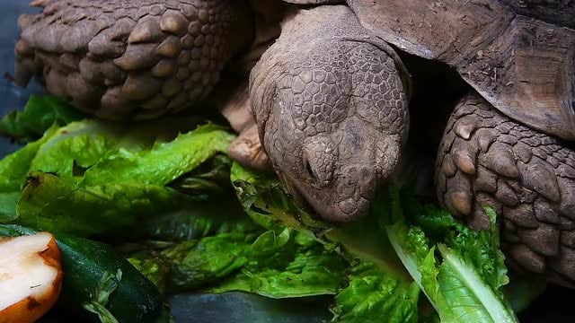Turtle Eating Spinach: Stock Video