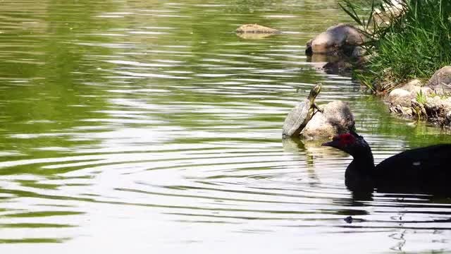 Duck And Turtle: Stock Video