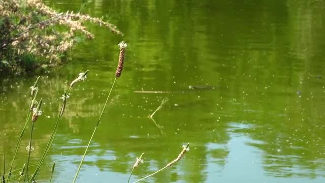 Green Lake With Plants: Stock Video