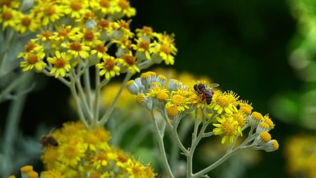 Bees On Flowers: Stock Video