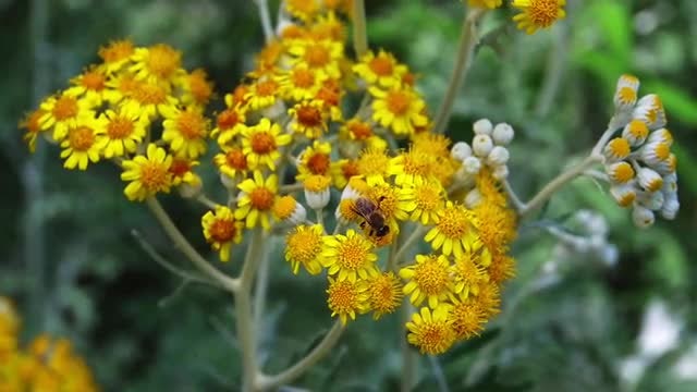 Bee On Wildflowers: Stock Video