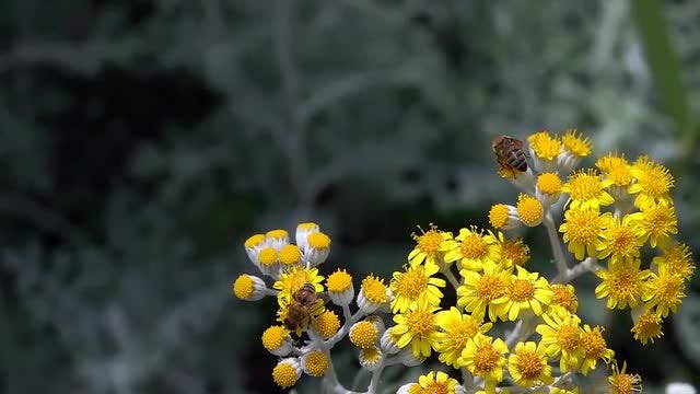Bees Collects Pollen: Stock Video