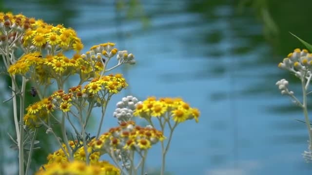 Flowers On The Lake: Stock Video