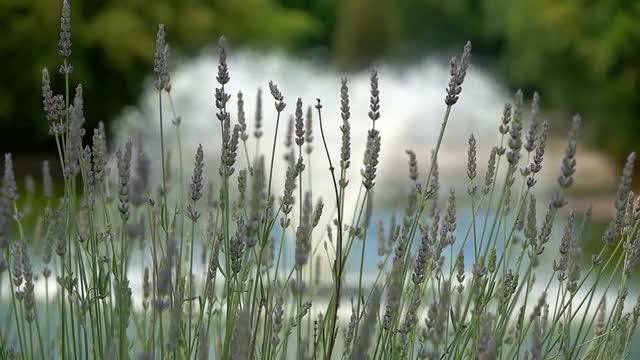 Purple Flowers: Stock Video