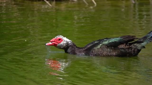 Duck In Green Lake: Stock Video