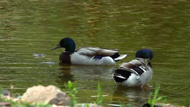Ducks In Green Lake: Stock Video