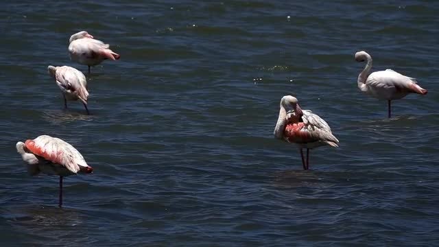 Flamingos In The Lake: Stock Video