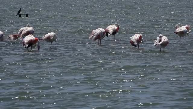 Flamingo Birds: Stock Video
