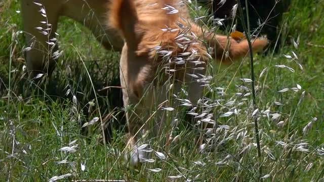 Closeup Of Cow Eating: Stock Video