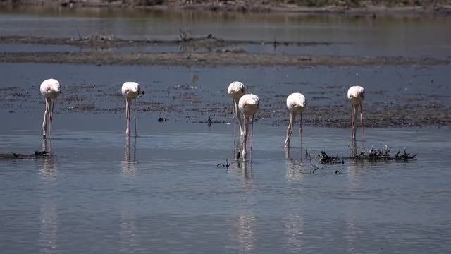 Flamingo Birds Feeding: Stock Video