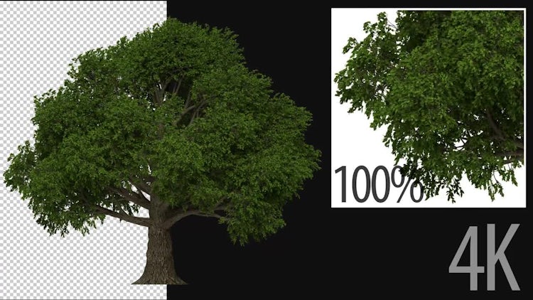 3D Beech Tree: Stock Motion Graphics