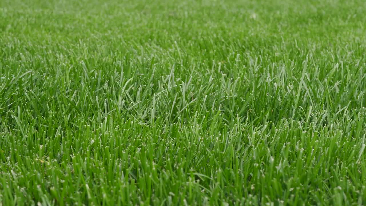 Green Grass - Stock Video | Motion Array