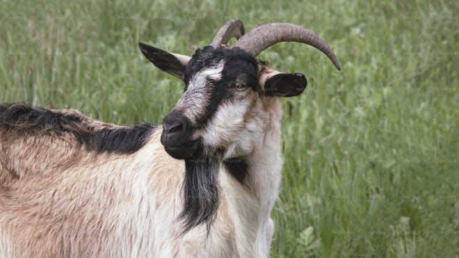 Close-up Portrait Of A Goat - Stock Photos | Motion Array