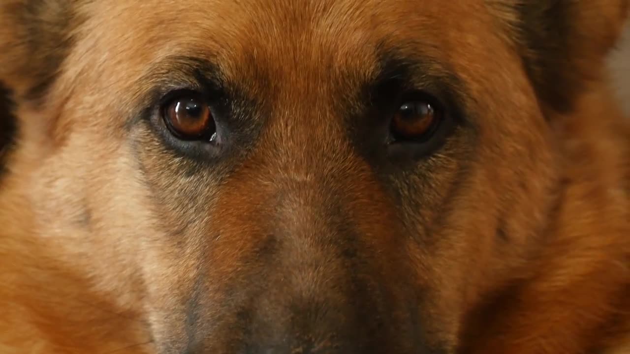 German Shepherd Eyes - Stock Video | Motion Array