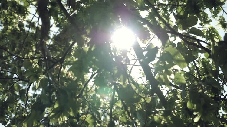 Slow Motion Sun And Leaves: Stock Video