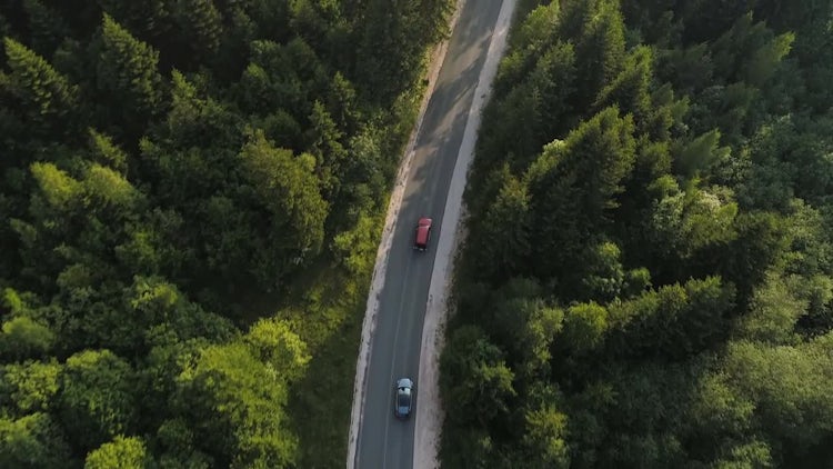 Cars On Forest Road: Stock Video