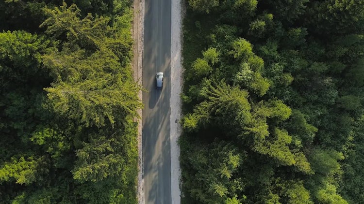 Cars On Dense Forest Road: Stock Video