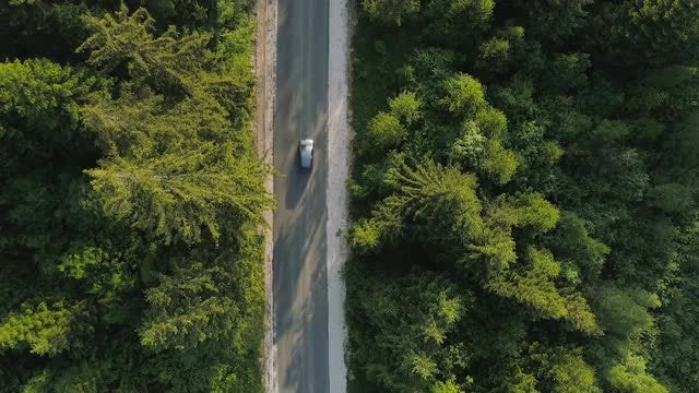 Cars On Dense Forest Road: Stock Video