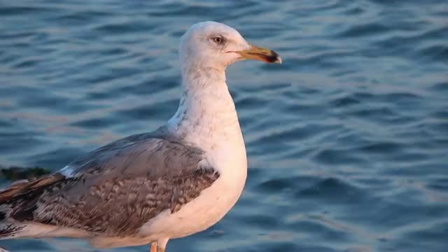 Standing Seagull: Stock Video