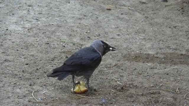 Crow Picking At An Apple: Stock Video