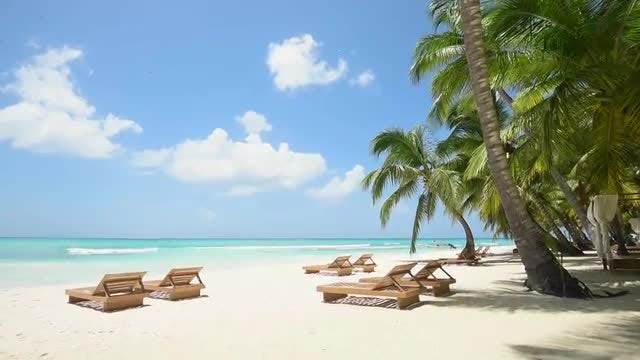 Palm Trees From Below: Stock Video