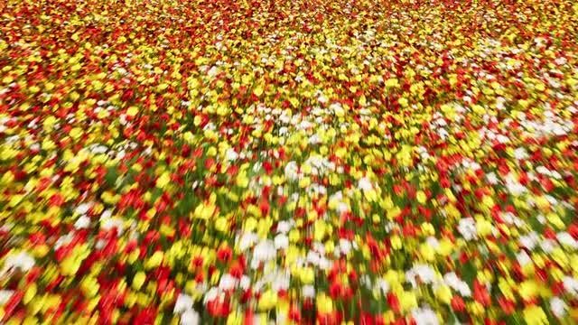 Flower Field: Stock Motion Graphics