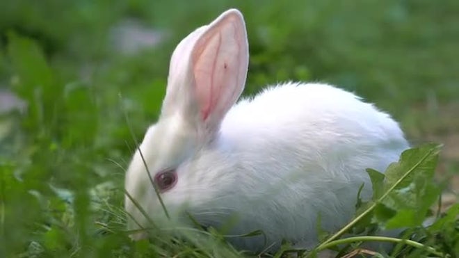 Albino Rabbit Nibbles Grass - Stock Video | Motion Array