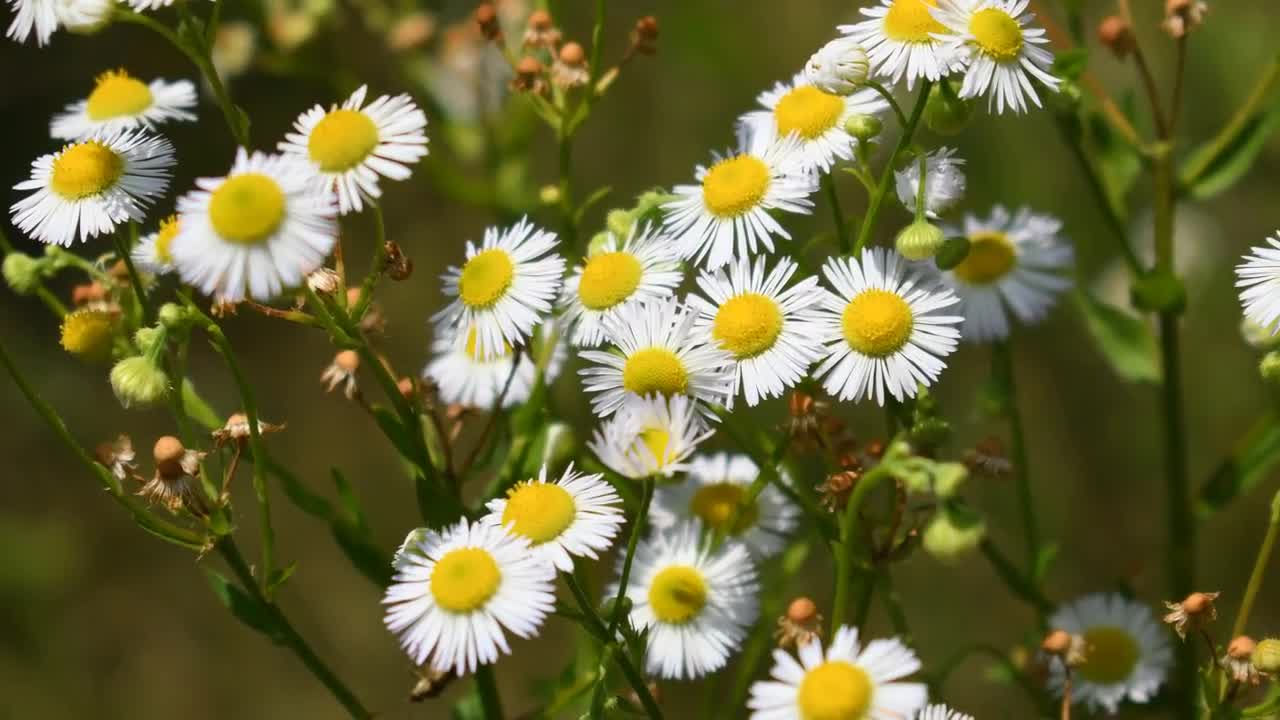 Wild Daisies Stock Video Motion Array