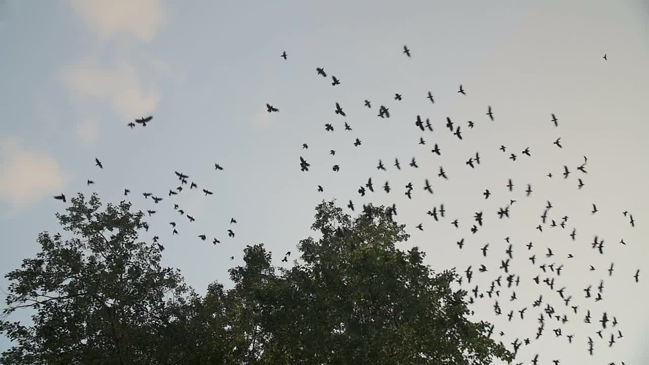 Birds Flying Over Trees - Stock Video | Motion Array