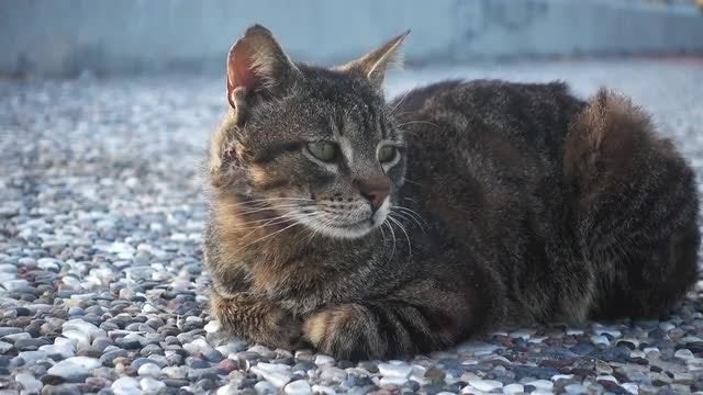 Cat Laying Down: Stock Video