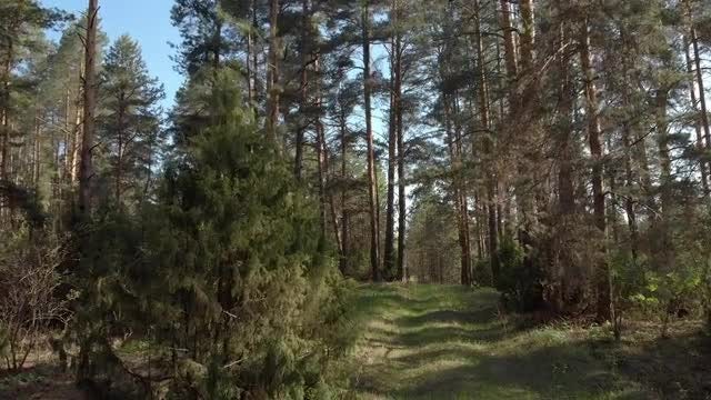 Walking Through Forest: Stock Video