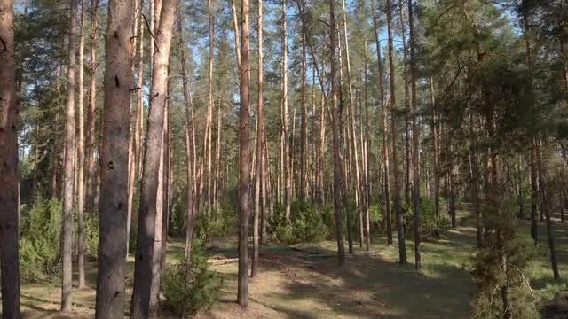 Drone Flying In Forest: Stock Video