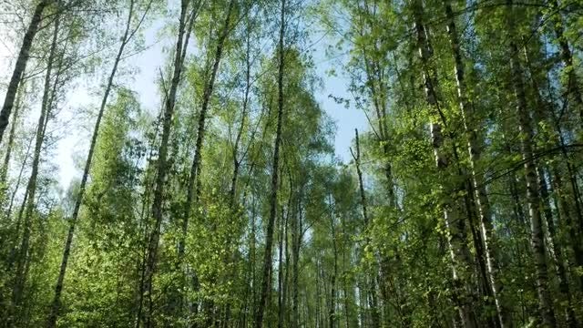 Branches Of Trees In The Forest: Stock Video