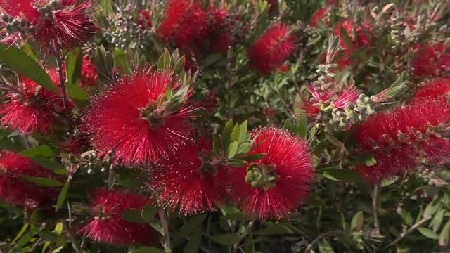Callistemon: Stock Video