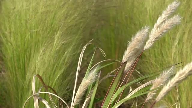 Reed Swaying In The Wind: Stock Video