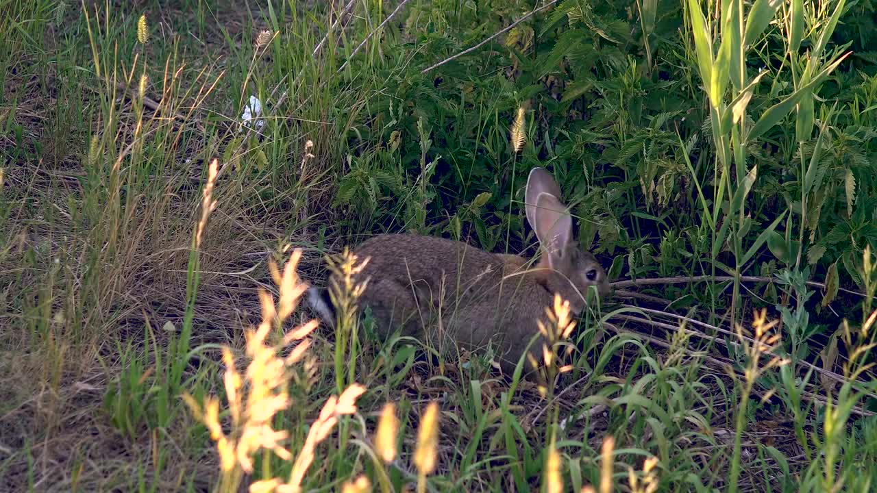 Rabbit Eating Grass Stock Video Motion Array