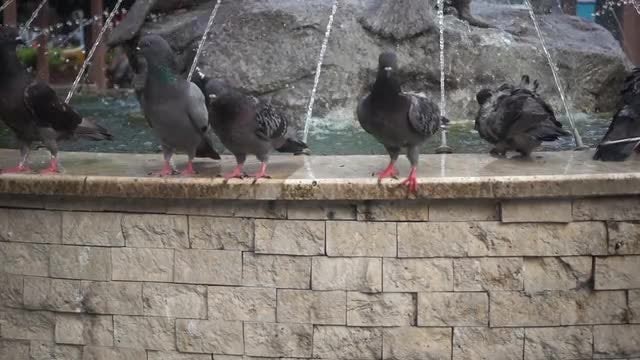 Pigeons On City Fountain: Stock Video