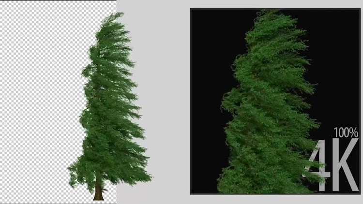 Fraser Tree: Stock Motion Graphics