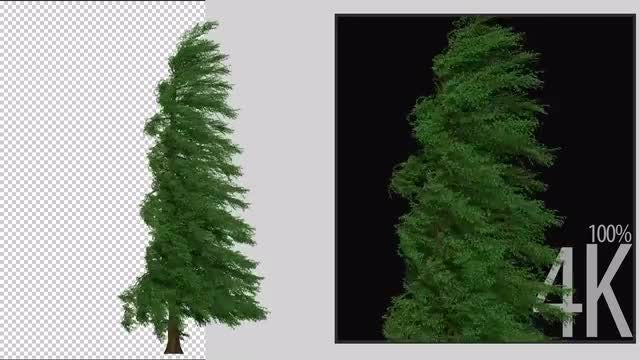 Fraser Tree: Stock Motion Graphics
