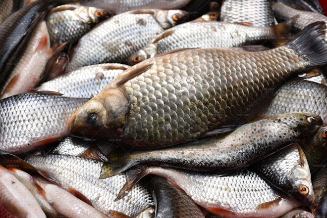 Fresh Fish In The Market - Stock Photos | Motion Array