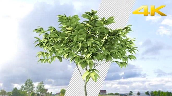 Green Tree - Stock Motion Graphics | Motion Array