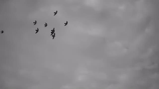 Birds Flying Slow Motion: Stock Video