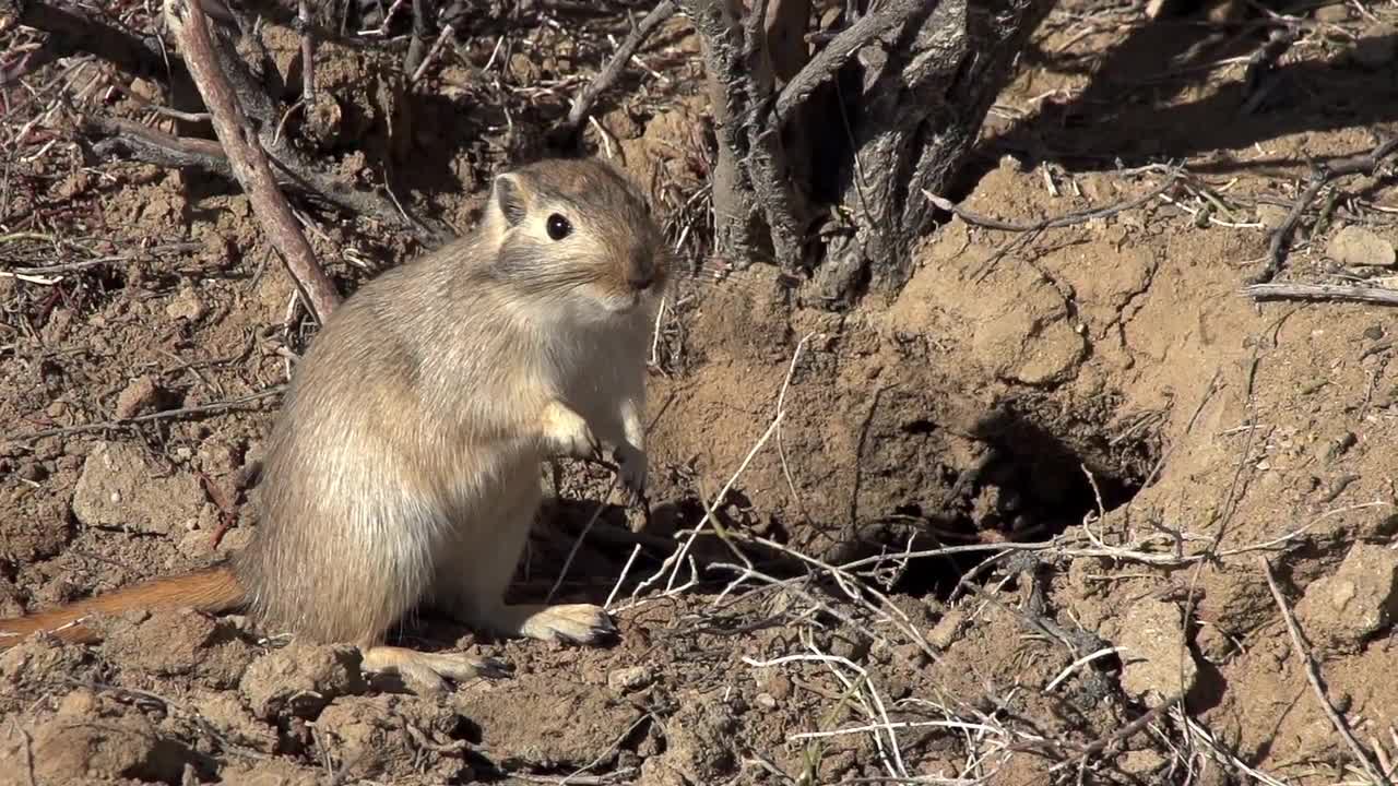 Gopher Looking Around Stock Video Motion Array