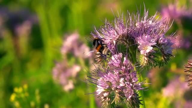 Bee On Purple Flower: Stock Video