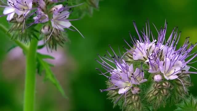 Bee On Flower: Stock Video