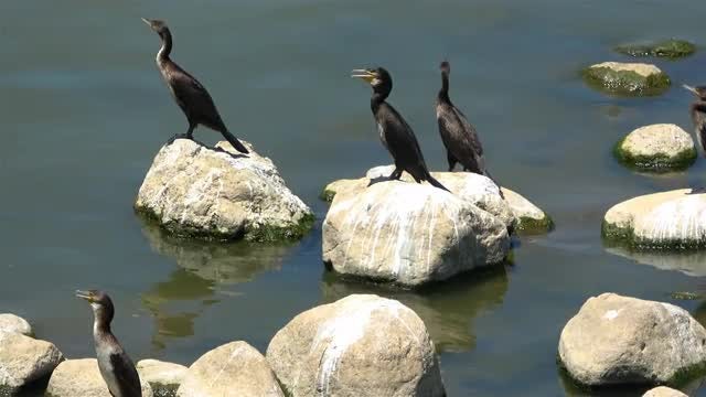 Birds On Rocks: Stock Video