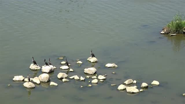 Cormorants On Rocks: Stock Video